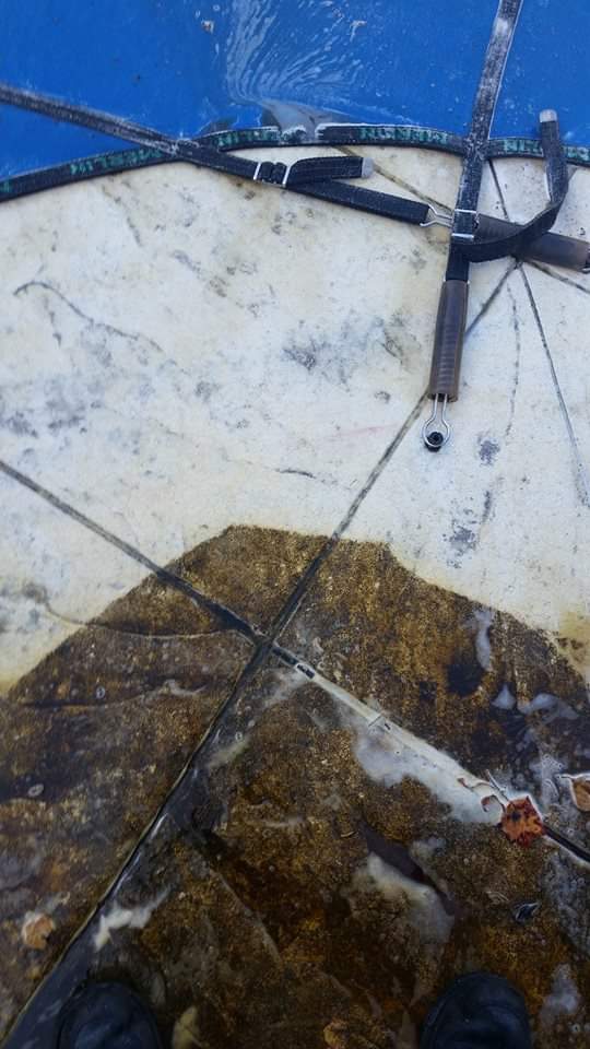 Before and After Tile Stain Removal